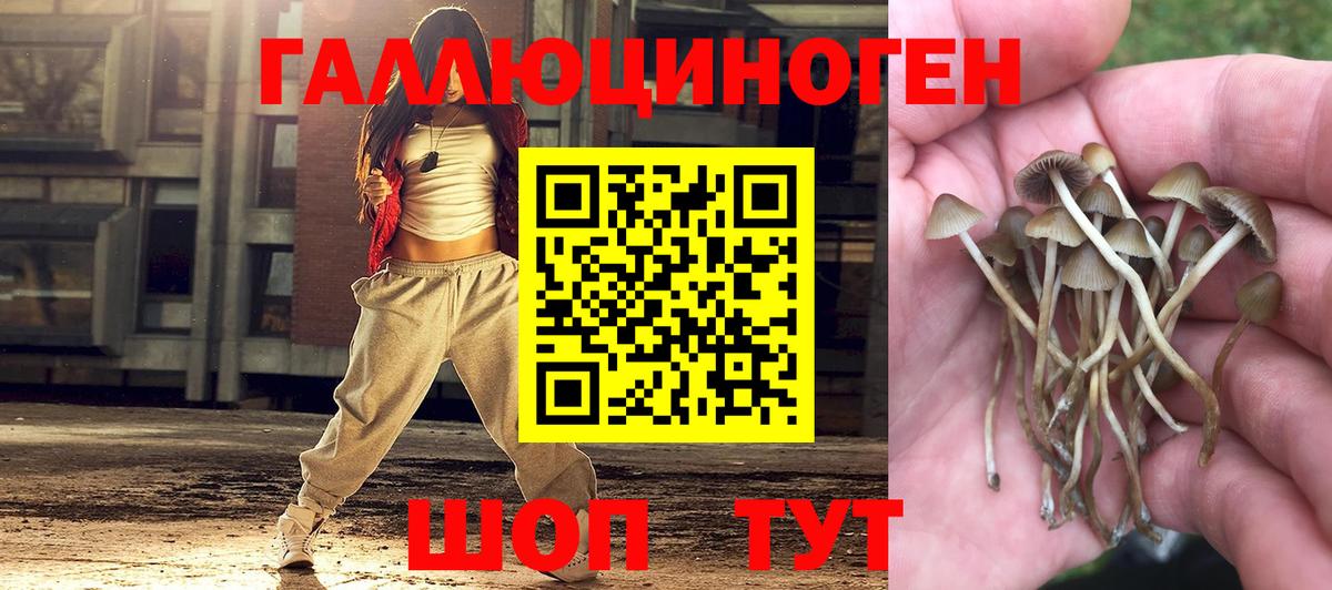 Псилоцибиновые грибы Cubensis Лысьва
